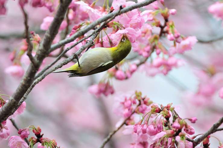 桜に誘われて_f0202686_1404085.jpg