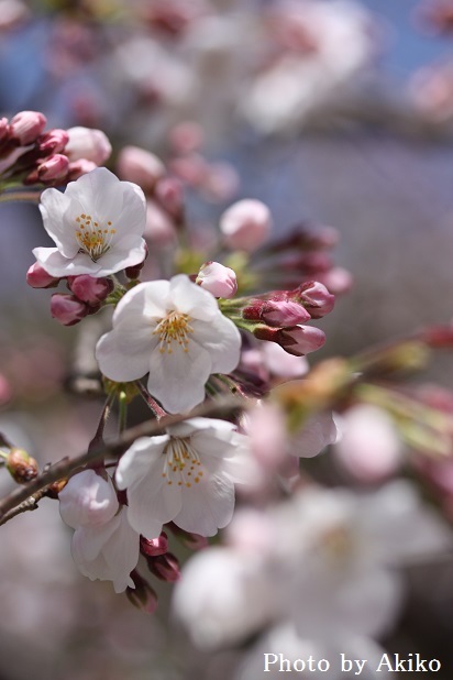 本日の桜詣♪_f0298290_1255382.jpg