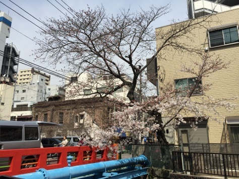 内川桜 _a0112393_11311176.jpg