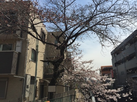 内川桜 _a0112393_11332637.jpg