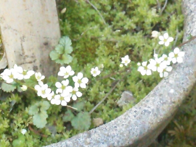 a0323194_15163528.jpg