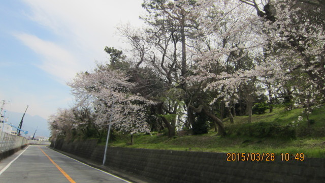 3/28（土）　桜の 薩埵峠ツーリング　80km　～ 暖かかった_c0133096_18284994.jpg