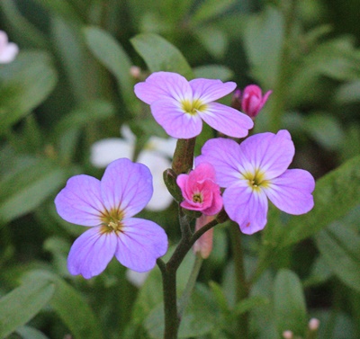 即席フェンスと　ハナミズキ花壇の様子_a0123003_051570.jpg