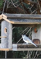読書大好きニューヨーカー続報 Bird Feeders for Readers_b0007805_18225849.jpg