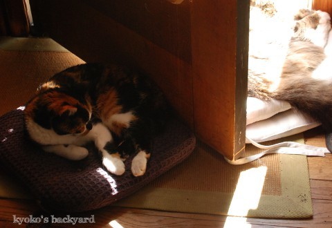 猫のドアストッパー その2_b0253205_04350438.jpg