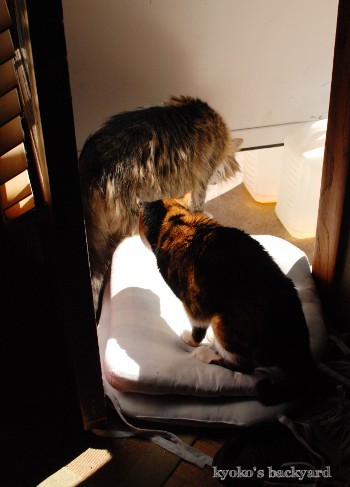 猫のドアストッパー その2_b0253205_04352511.jpg