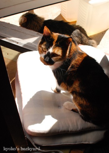 猫のドアストッパー その2_b0253205_04354868.jpg