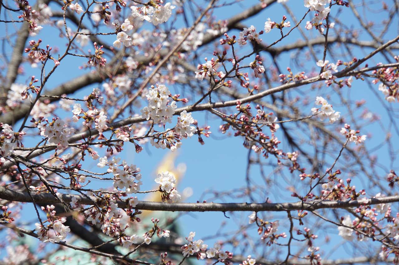 桜見物 at 名城公園_f0008005_19382267.jpg