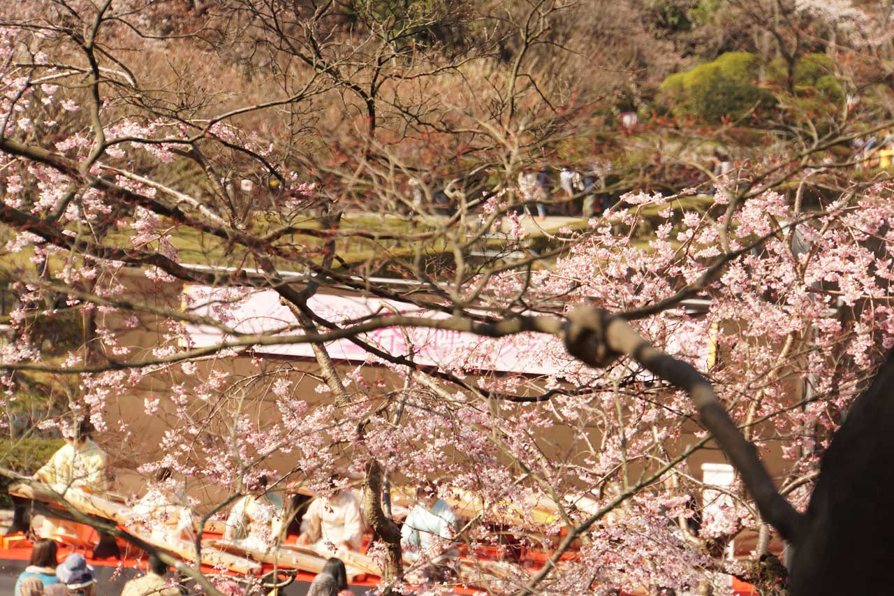 桜見物 at 名城公園_f0008005_19382649.jpg