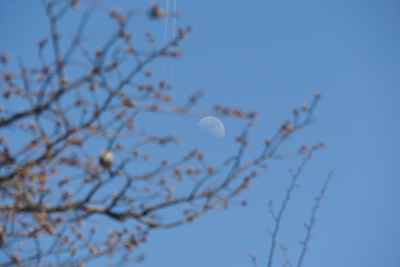 桜見物 at 名城公園_f0008005_19384077.jpg