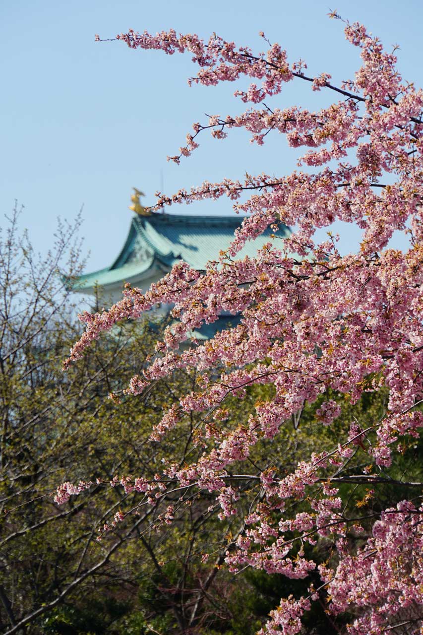 桜見物 at 名城公園_f0008005_19384481.jpg