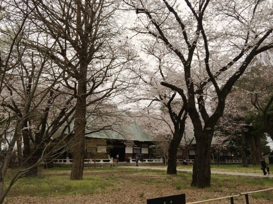 お花見第二弾_c0114110_171452.jpg