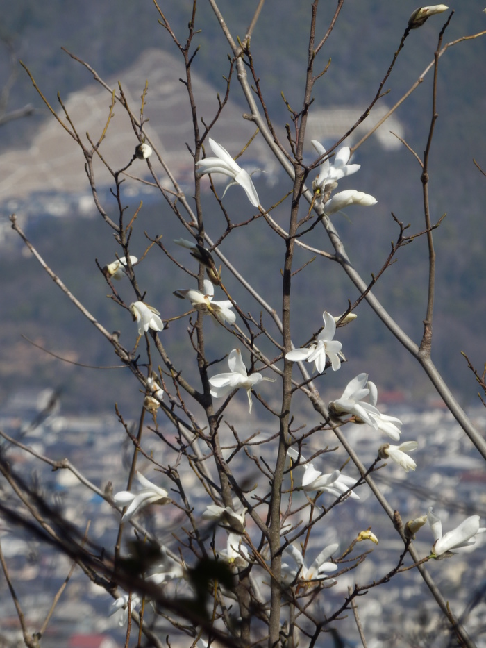 裏山の今_f0219710_13221195.jpg