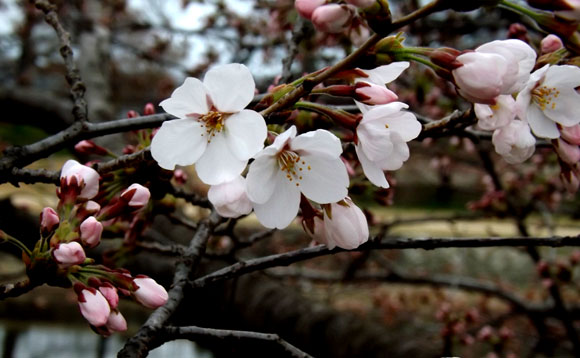 鴨川ソメイヨシノ開花　2015桜たより7_e0048413_14104791.jpg