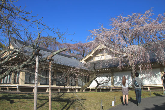 醍醐寺霊宝館 2015桜だより 8_e0048413_18202687.jpg