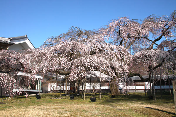 醍醐寺霊宝館 2015桜だより 8_e0048413_18203947.jpg