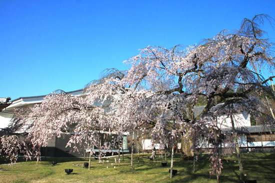 醍醐寺霊宝館 2015桜だより 8_e0048413_18205698.jpg