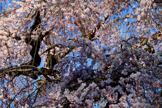 醍醐寺霊宝館 2015桜だより 8_e0048413_18214994.jpg