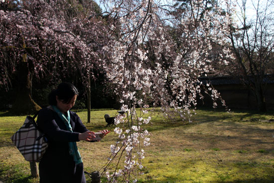 醍醐寺霊宝館 2015桜だより 8_e0048413_1822058.jpg