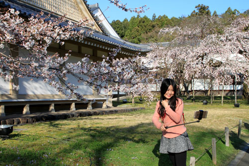 醍醐寺霊宝館 2015桜だより 8_e0048413_18225569.jpg
