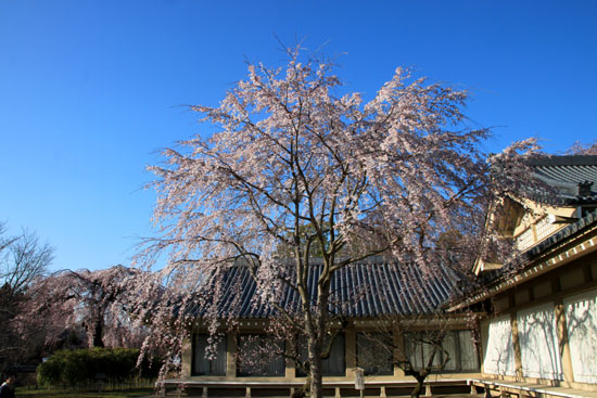 醍醐寺霊宝館 2015桜だより 8_e0048413_1823125.jpg