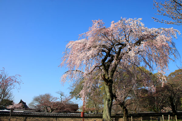 醍醐寺霊宝館 2015桜だより 8_e0048413_18232631.jpg