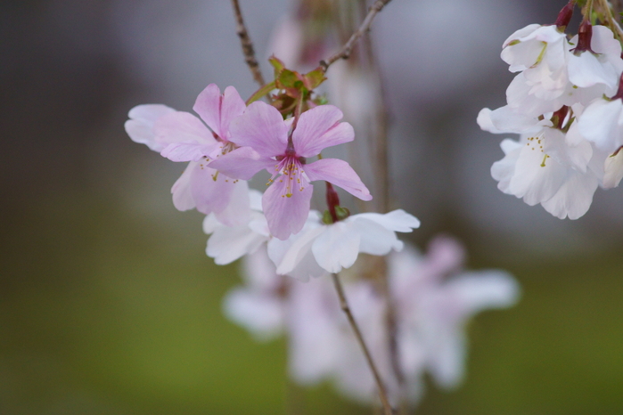 六角堂御幸桜_e0177413_9275280.jpg