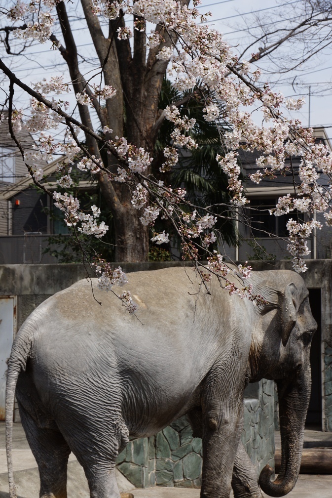 井の頭公園動物園_f0006713_22242254.jpg