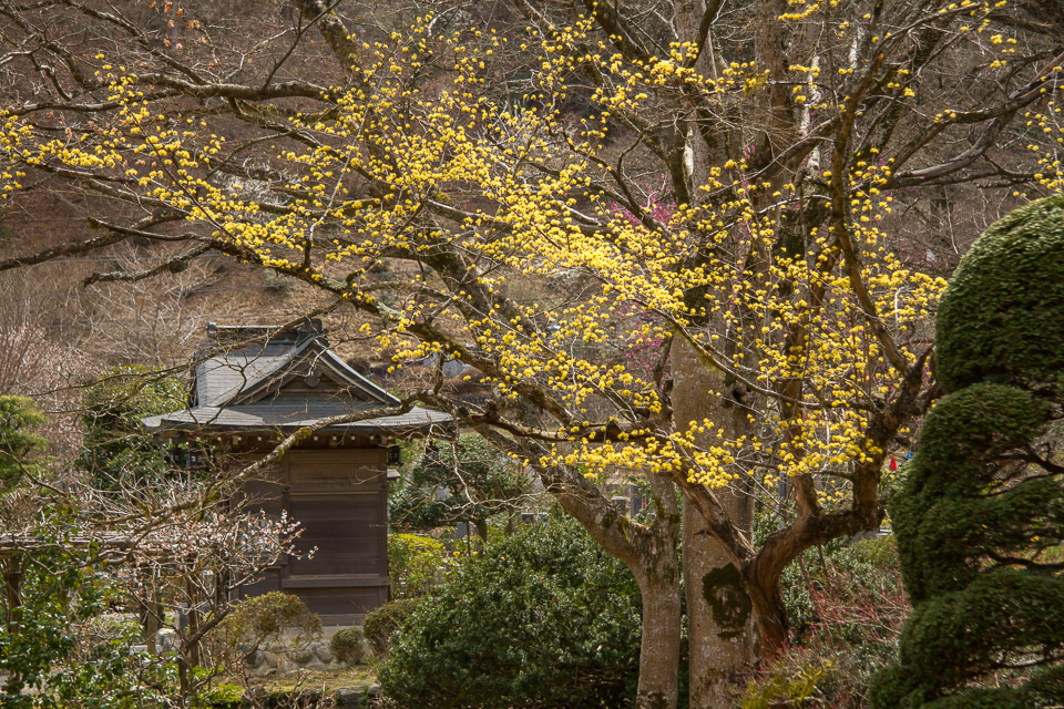 青梅市から高麗の里まで_b0010915_1933637.jpg