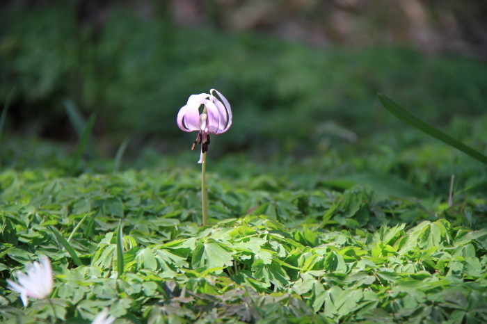 神代植物公園へ_b0325217_11235991.jpg