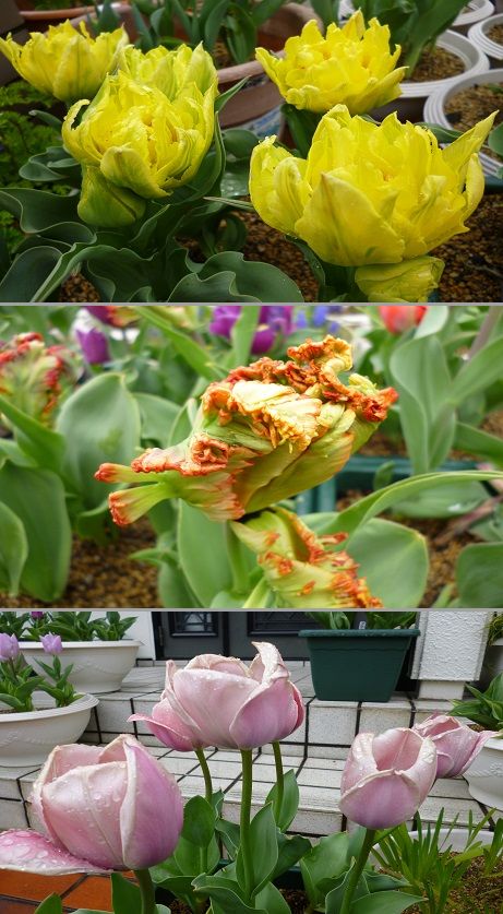 気になる大量の植木鉢　続編2_f0228619_1412714.jpg