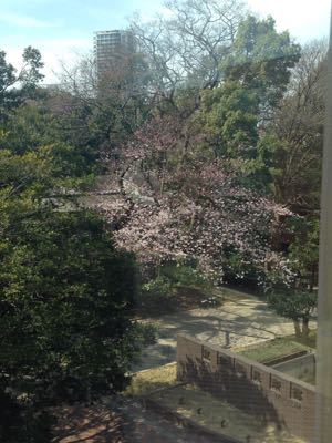 上野の桜。_a0194522_22503477.jpg