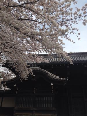 上野の桜。_a0194522_22503585.jpg