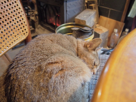 レアチーズケーキセット カフェ ホートン 弘前市 津軽ジェンヌのcafe日記 レアチーズケーキセット カフェ ホートン 弘前市 津軽ジェンヌのcafe日記