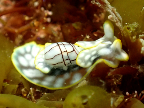 2015年3月29日(日・雨のち曇り)甲浦_d0164831_16332943.jpg