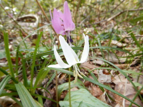 春の花を愛でに_f0118332_00283614.jpg