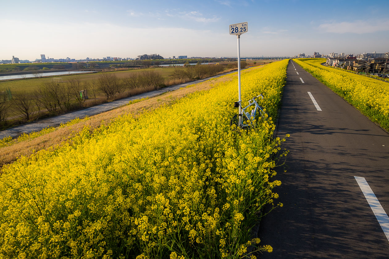 菜の花＆チチヤス朝練_b0295234_9323919.jpg