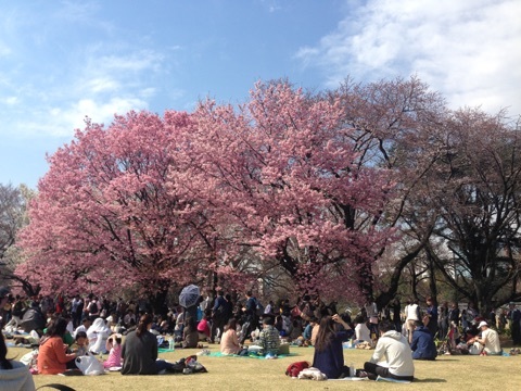 新宿御苑でお花見……ピクニック？_d0240442_09132970.jpg