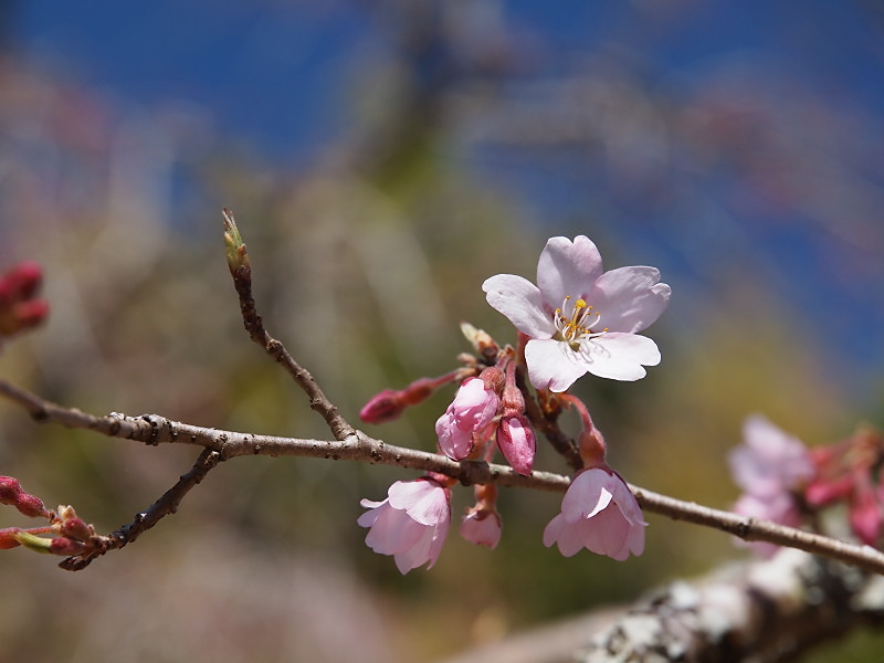 SAKURA 2015　　〈長光寺・妙宣寺の枝垂れ桜〉　　　Mar. 26, 2015_a0106043_18571562.jpg