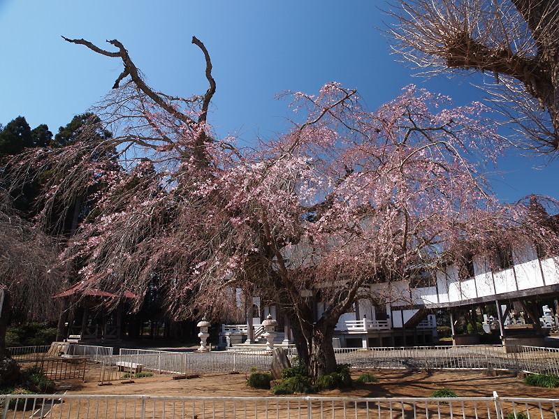 SAKURA 2015　　〈長光寺・妙宣寺の枝垂れ桜〉　　　Mar. 26, 2015_a0106043_23573234.jpg