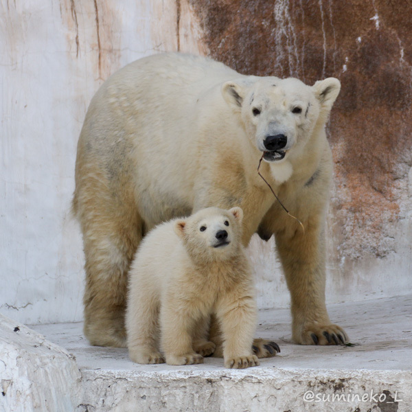 15 3 27 天王寺動物園 ホッキョクグマの赤ちゃん 墨色の鳥籠 15 3 27 天王寺動物園 ホッキョクグマの赤ちゃん 墨色の鳥籠