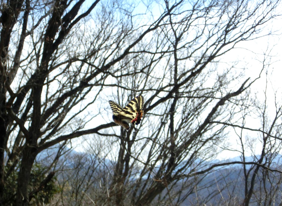 2015スタート　神奈川ギフチョウ_f0217445_14281955.jpg