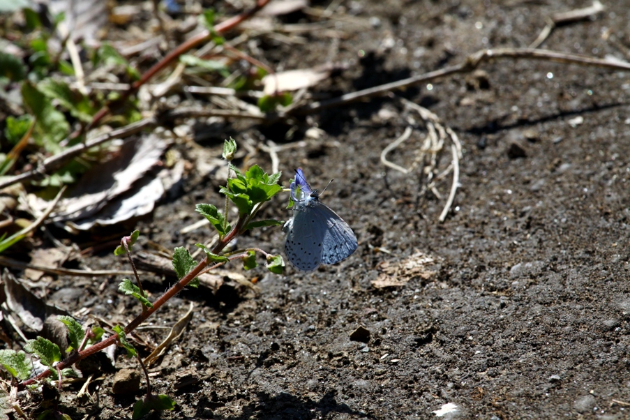 2015スタート　神奈川ギフチョウ_f0217445_14341790.jpg