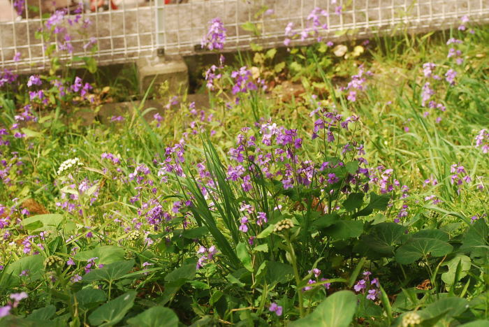 江戸川橋から椿山荘あたり_e0308246_10461304.jpg