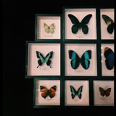 新しい蝶の標本 フランスアンティーク雑貨 家具のsibora Blog