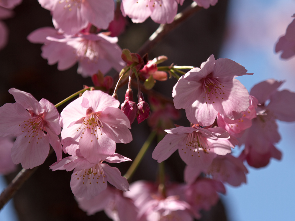 桜が咲き始めました～～♪_e0140650_1335341.jpg