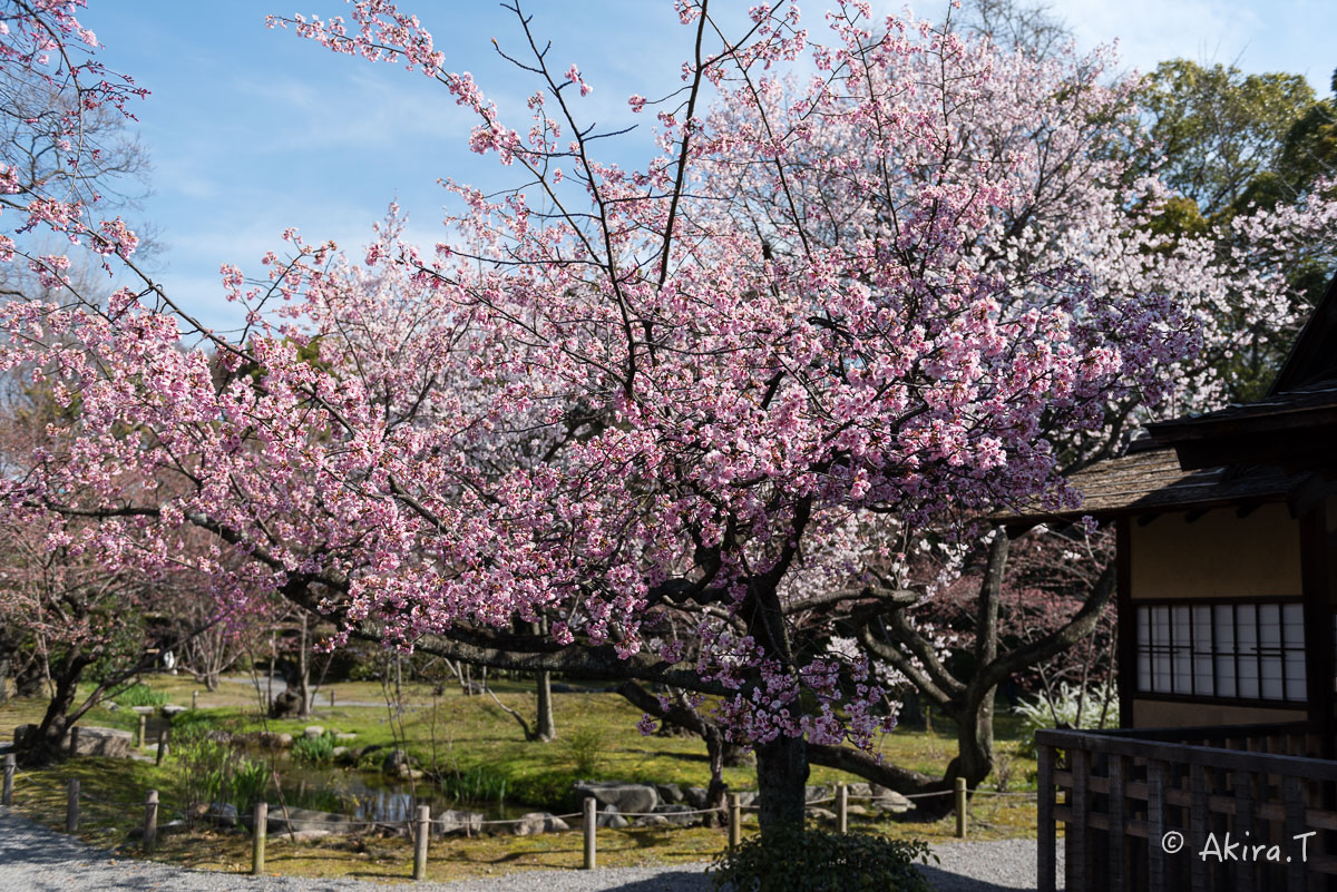 京都の桜 2015　〜渉成園〜_f0152550_12101245.jpg