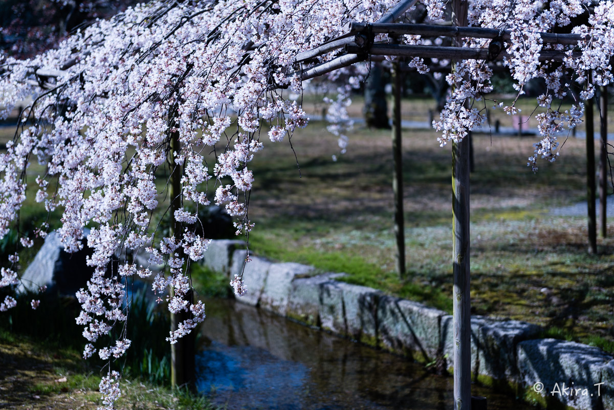 京都の桜 2015　〜渉成園〜_f0152550_12102778.jpg