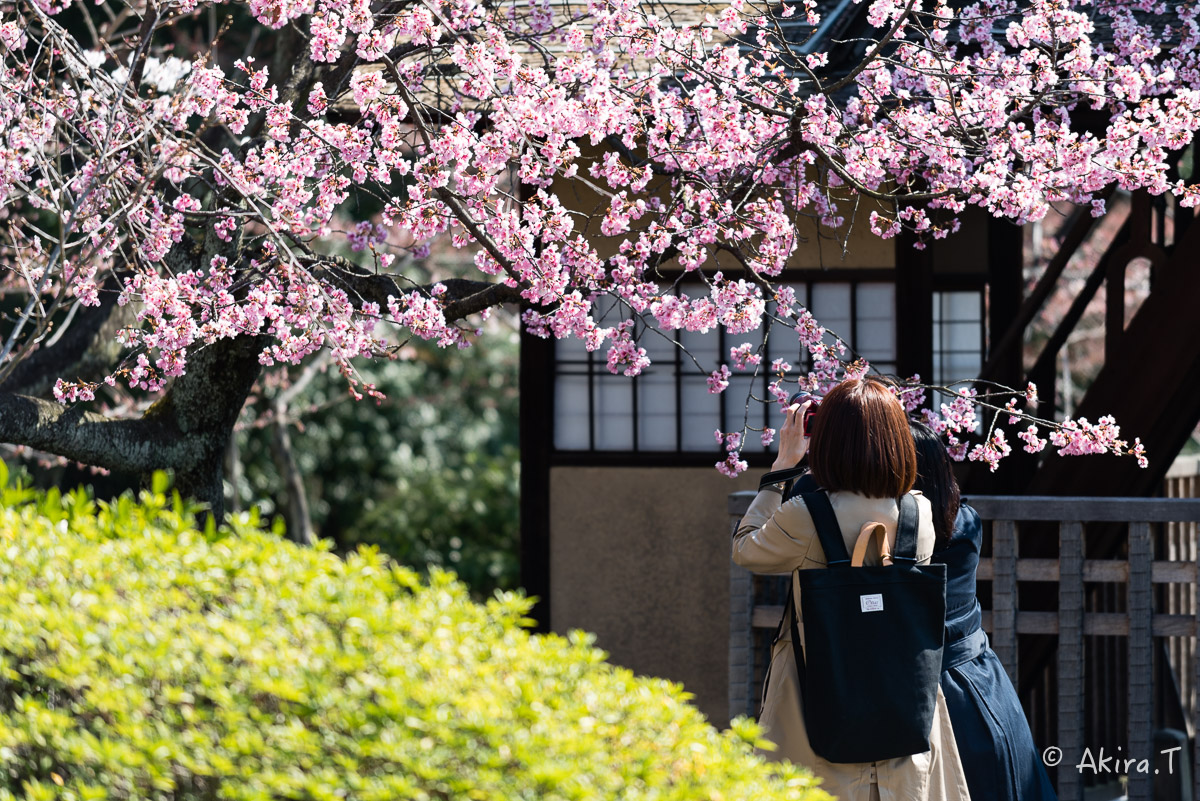 京都の桜 2015　〜渉成園〜_f0152550_12104484.jpg