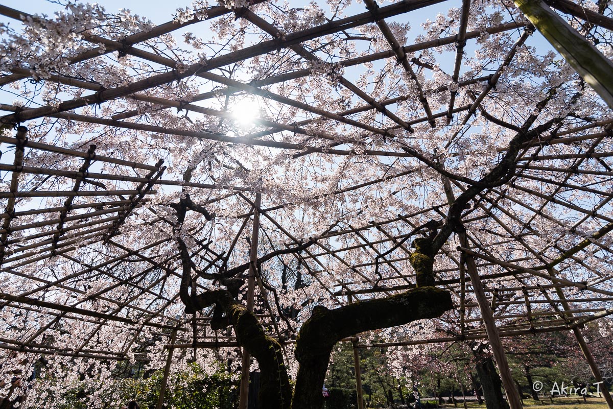 京都の桜 2015　〜渉成園〜_f0152550_1211224.jpg